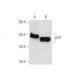 p53 Antibody (2Q375) - Western Blotting - Image 17777