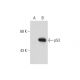 p53 Antibody (2Q375) - Western Blotting - Image 127630 