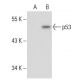 p53 Antibody (3H2821) - Western Blotting - Image 48939 