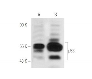 p53 Antibody (B-P3) - Western Blotting - Image 14407 