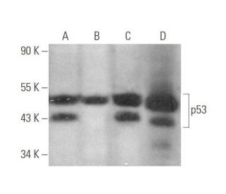 p53 Antibody (BP 53.122) - Western Blotting - Image 349926 