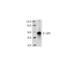 p53 Antibody (C-11) - Western Blotting - Image 12839 