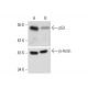p53 Antibody (C-11) - Western Blotting - Image 332341