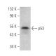 p53 Antibody (C-11) - Western Blotting - Image 373968 