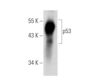 p53 Antibody (C-11) - Western Blotting - Image 30296