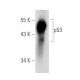 p53 Antibody (C-11) - Western Blotting - Image 30296