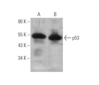 p53 Antibody (D-11) - Western Blotting - Image 349923 
