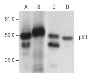 p53 Antibody (DO-1) | SCBT - Santa Cruz Biotechnology p53 Antibody (DO-1) | SCBT - Santa Cruz Biotechnology