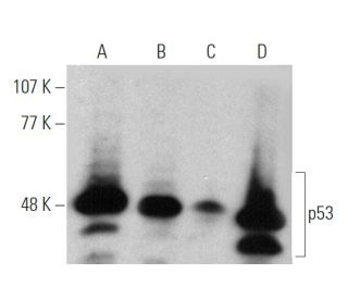 【ふぅ〜か！】　SC-126 RNF126 Antibody (C-1) | SCBT - Santa Cruz Biotechnology