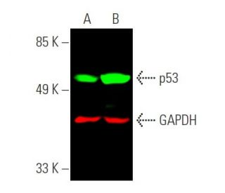 p53 Antibody (DO-1) - Western Blotting - Image 385951 