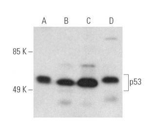 p53 Antibody (DO-2) - Western Blotting - Image 390075 