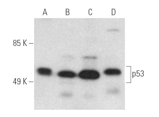 p53 Antibody (DO-2) | SCBT - Santa Cruz Biotechnology
