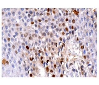 p53-antibody-do-7-western-