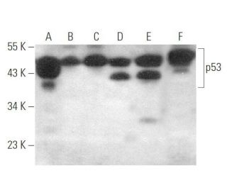 p53 Antibody (DO-7) - Western Blotting - Image 349922 
