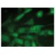 p53 Antibody (F-8) - Immunofluorescence - Image 149313 