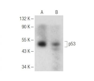 p53 Antibody (F-8) - Western Blotting - Image 148732 