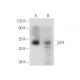 p53 Antibody (F-8) - Western Blotting - Image 148732 