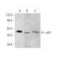 p53 Antibody (F-8) - Western Blotting - Image 373969