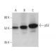 western blotting image from recommended p53 (DO-1) monoclonal antibody replacement. Image 381100