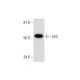 western blotting image from recommended p53 (A-1) monoclonal antibody replacement. Image 291953