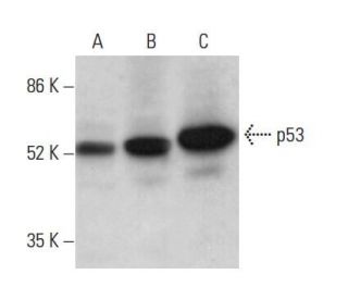 western blotting image from recommended p53 (DO-1) monoclonal antibody replacement. Image 381100