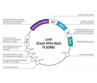 Knockout! A CRISPR/Cas Gene Targeting Lab – miniPCR bio