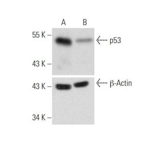 p53 Double Nickase Plasmid (h): sc-416469-NIC. Western blot analysis of p53 expression in non-transfected control (A) and