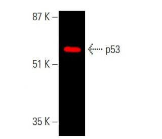 p53 Antibody (DO-1) - Western Blotting - Image 381991