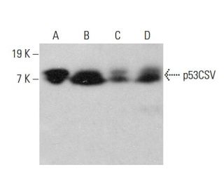 p53CSV Antibody (A-11) - Western Blotting - Image 379807 