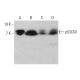 p53CSV Antibody (A-11) - Western Blotting - Image 379807 