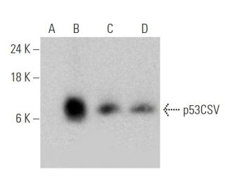 p53CSV Antibody (B-12) - Western Blotting - Image 364972 