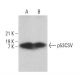 p53CSV Antibody (B-12) - Western Blotting - Image 380945 
