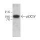 p53CSV Antibody (B-12) - Western Blotting - Image 380948