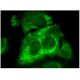 p53R2 Antibody (A-5) - Immunofluorescence - Image 296819 