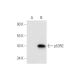 p53R2 Antibody (A-5) - Western Blotting - Image 58758