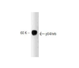 p54/nrb Antibody (3) - Western Blotting - Image 127478