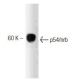 p54/nrb Antibody (3) - Western Blotting - Image 127478