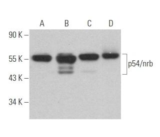p54/nrb Antibody (A-11) - Western Blotting - Image 363138 
