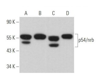 p54/nrb Antibody (B-3) - Western Blotting - Image 374522 