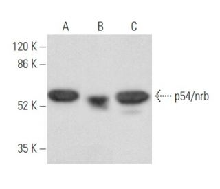 p54/nrb Antibody (E-3) - Western Blotting - Image 355740 
