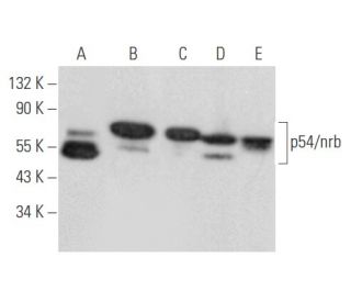 p54/nrb Antibody (F-5) - Western Blotting - Image 355748 