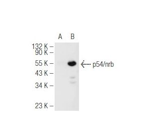p54/nrb Antibody (A-9) - Western Blotting - Image 93725