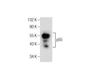 p55 Antibody (A-4) - Western Blotting - Image 155699 