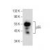p55 Antibody (A-4) - Western Blotting - Image 155699 