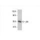 p55 Antibody (A-4) - Western Blotting - Image 392571