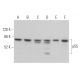 p55 Antibody (A-7) - Western Blotting - Image 373535 