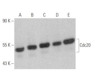 western blotting image from recommended Cdc20 (E-7) monoclonal antibody replacement. Image 356736