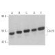 western blotting image from recommended Cdc20 (E-7) monoclonal antibody replacement. Image 356736