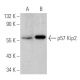 p57 Kip2 Antibody (3F244) - Western Blotting - Image 353697 