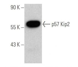 p57 Kip2 Antibody (H-12) - Western Blotting - Image 376836The Double Nickase Plasmid features a U6 promoter for sgRNA expression, a 20 nt targeting sequence, and a gRNA scaffold to guide Cas9n. It includes a CBh promoter for Cas9n (D10A) and puromycin resistance, GFP for transfection verification, and nuclear localization signals (NLS). The 2A peptide allows co-expression of Cas9n and Puro from a single promoter, enabling precise genome editing with reduced off-target effects.
